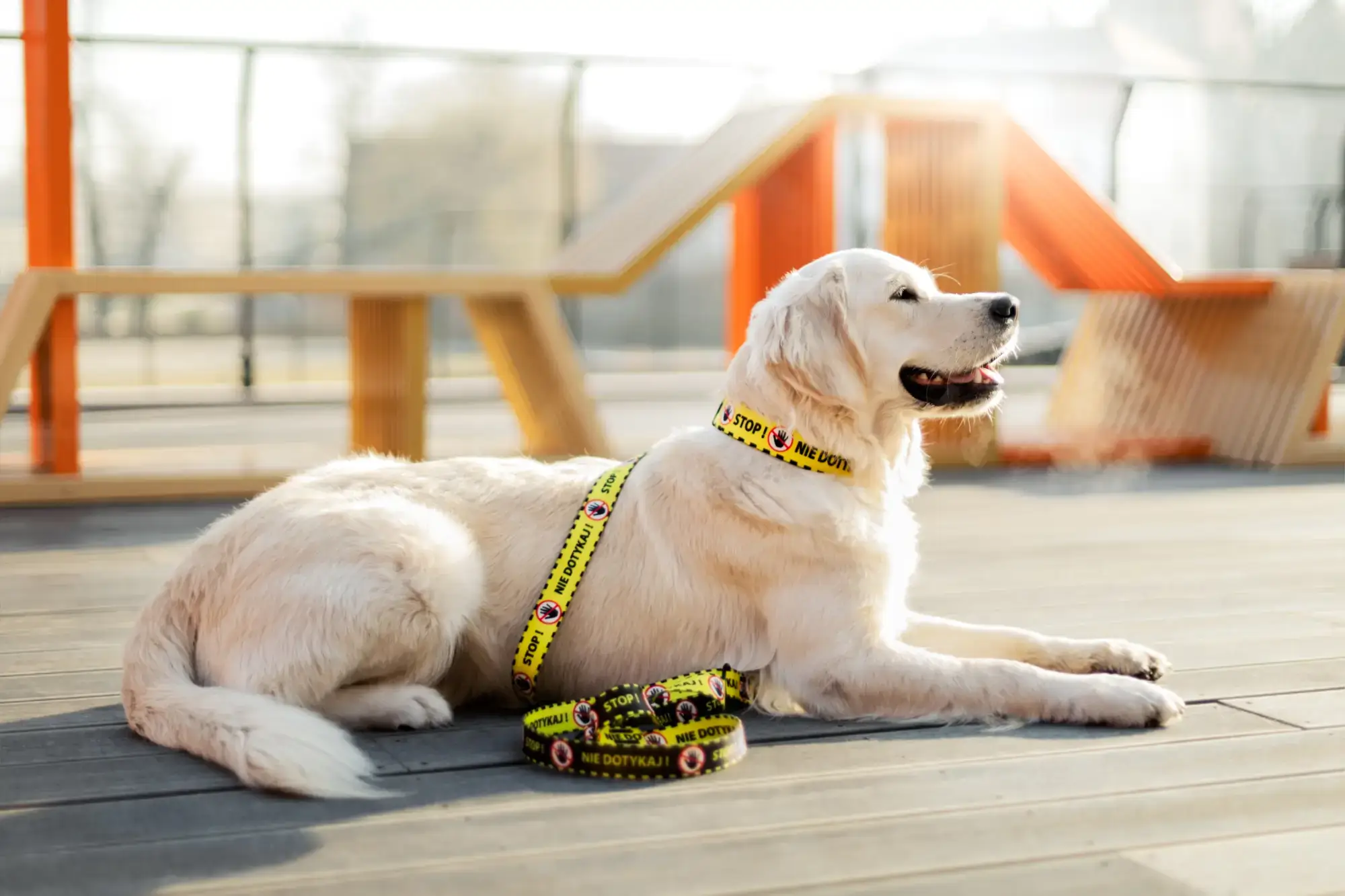Żółta obroża u psa, czyli dlaczego mój pies potrzebuje przestrzeni? Yellow Dog Project